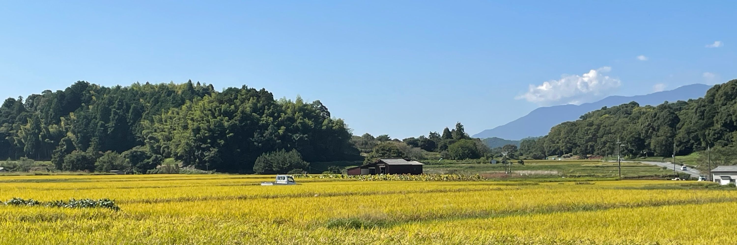 にゃーむくん