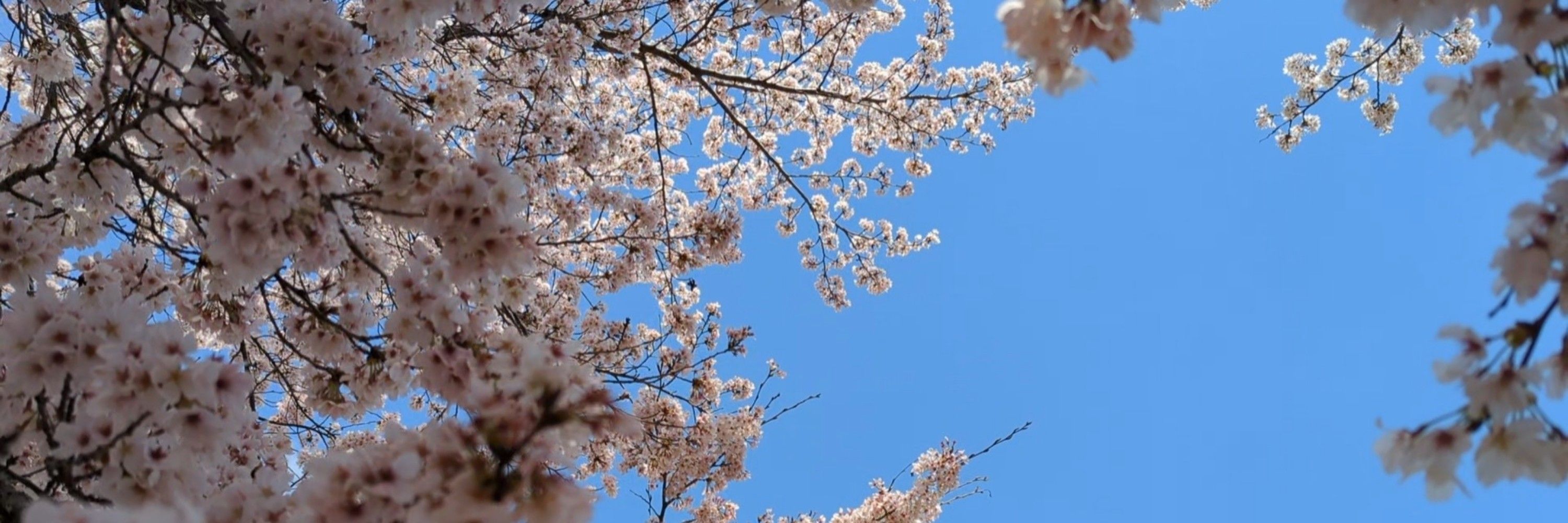 くろがねッと☆