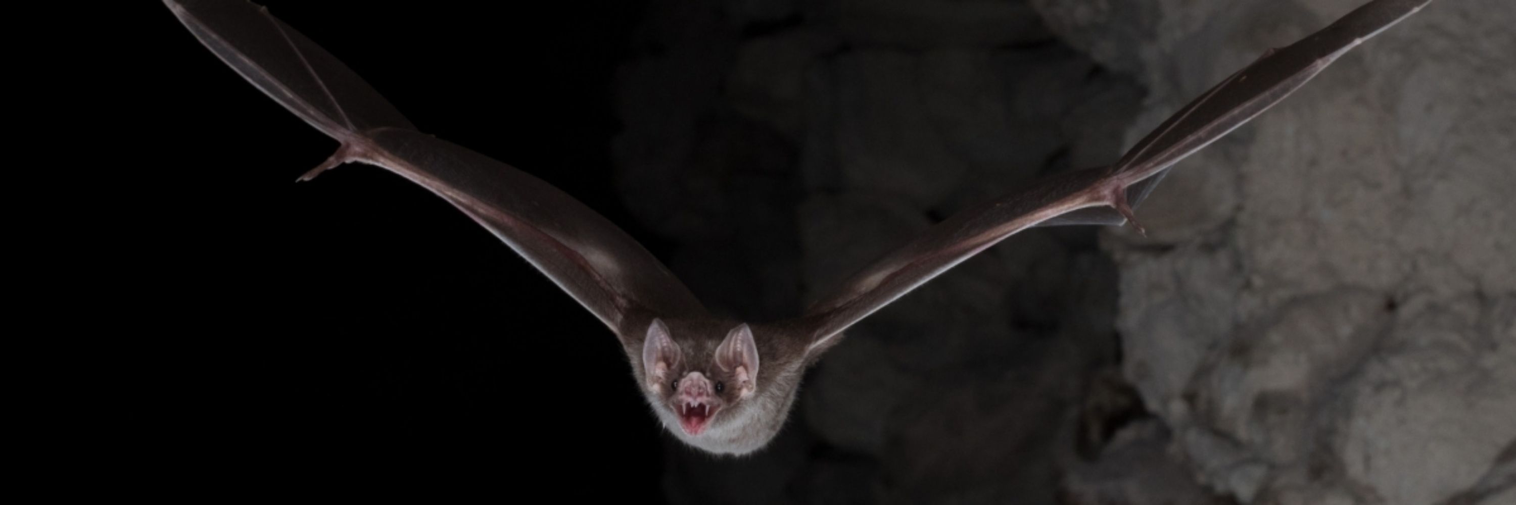 M🦇