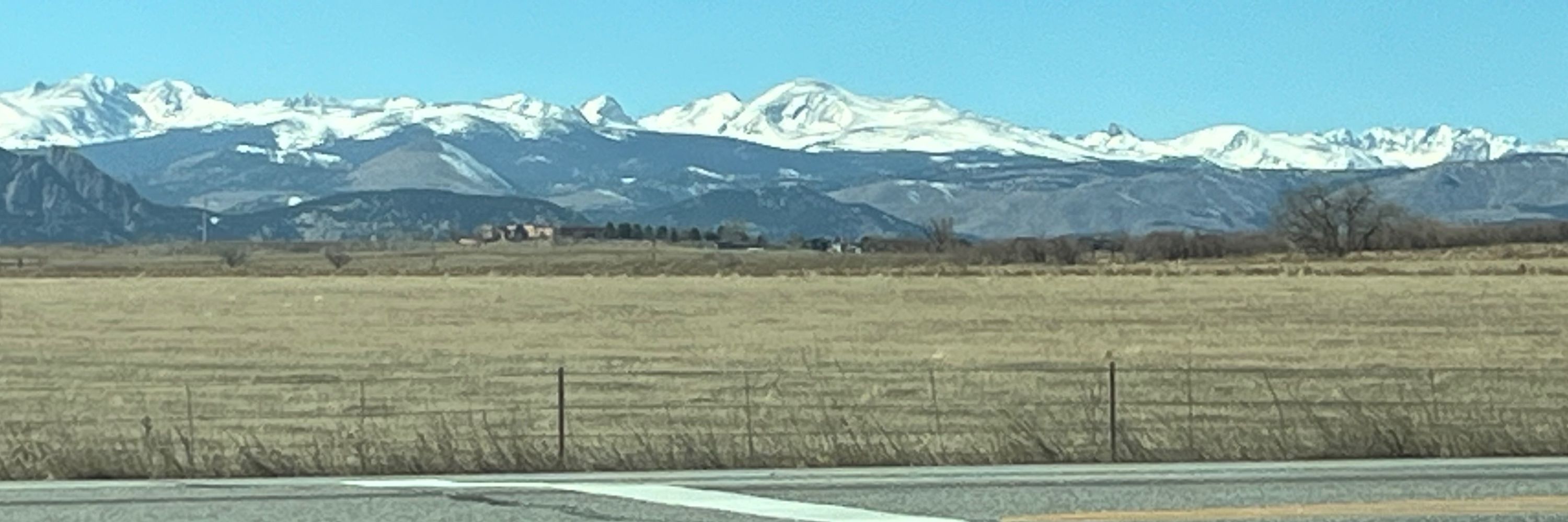 Colorado cock
