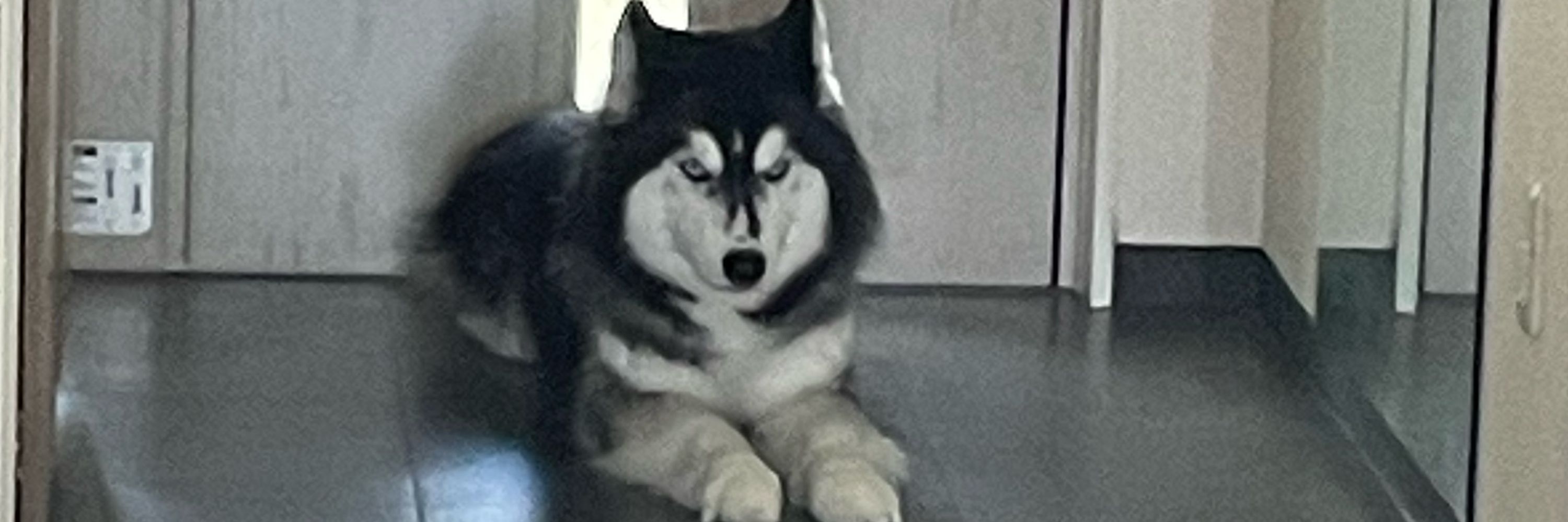 juniper :/