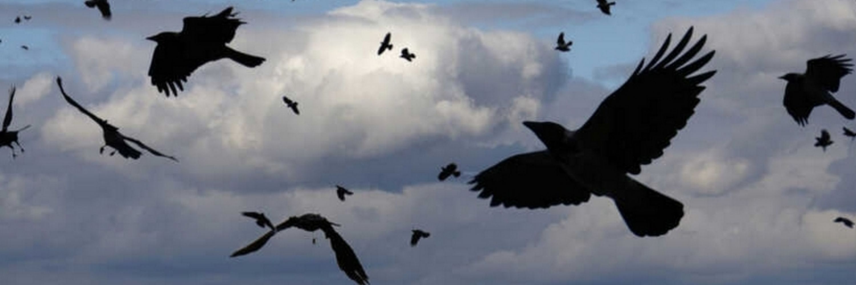 Mind The Crows