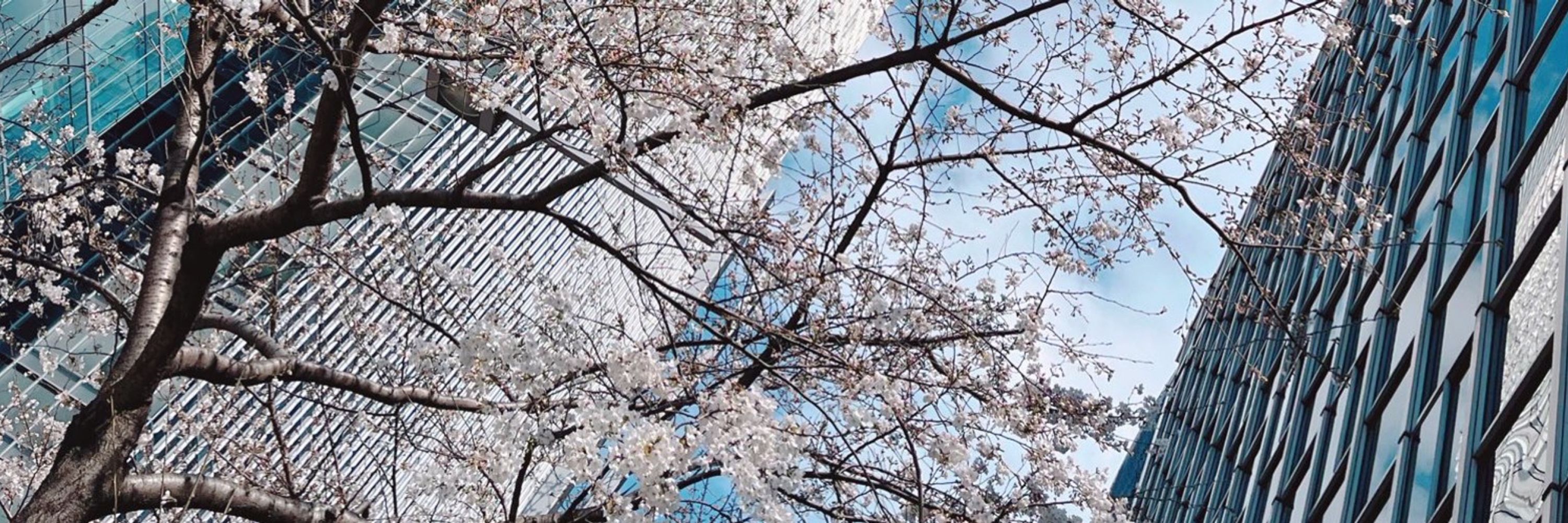 二酸