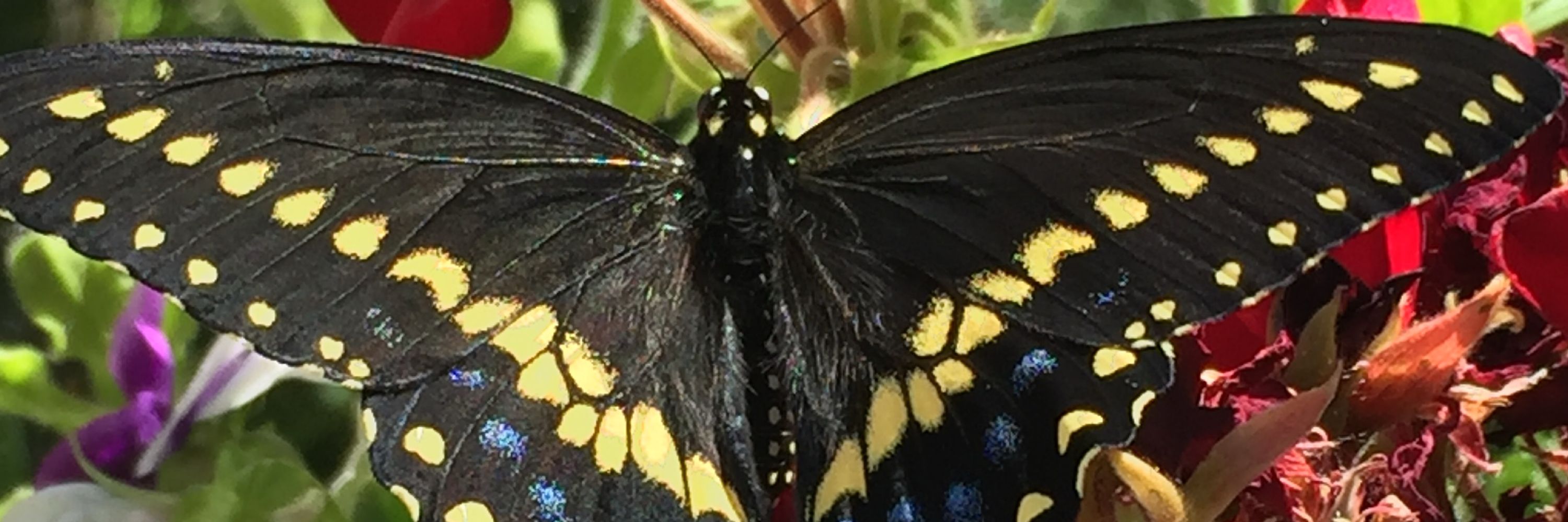 BlueSky Critters