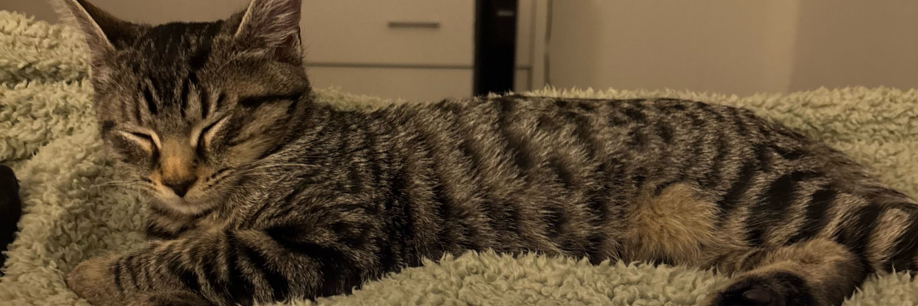 Maya