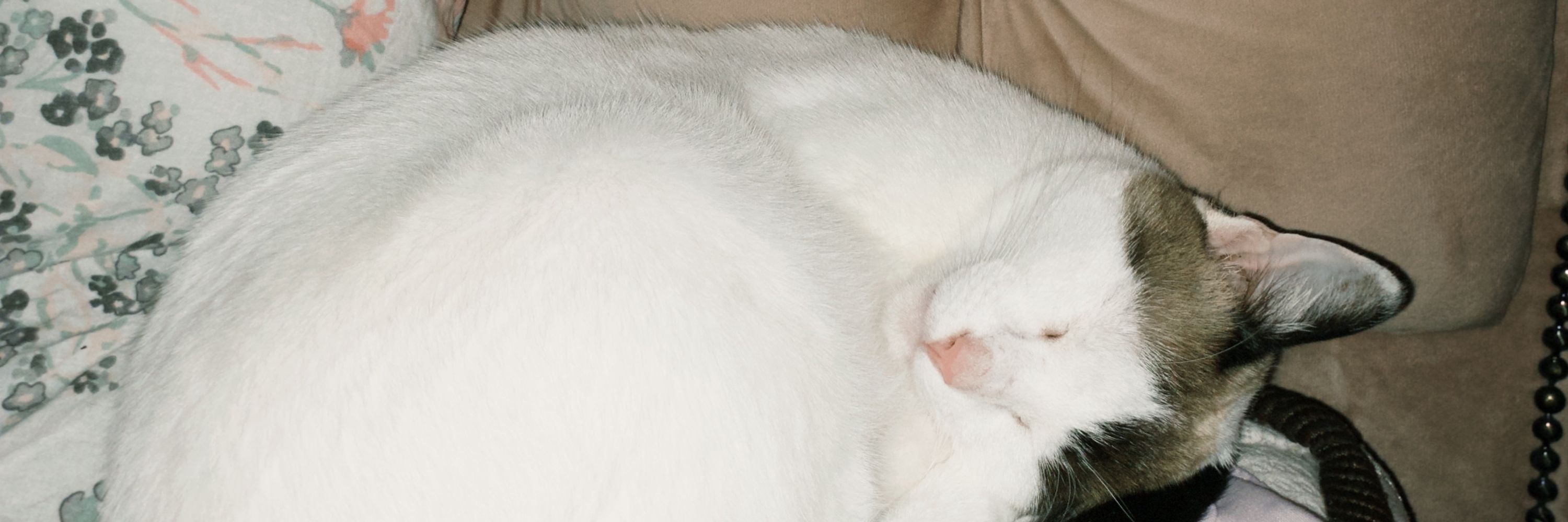 mari mari 🐈‍⬛