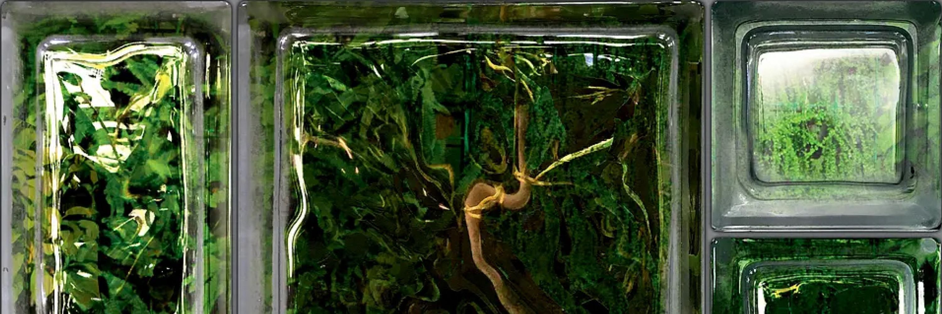 C.