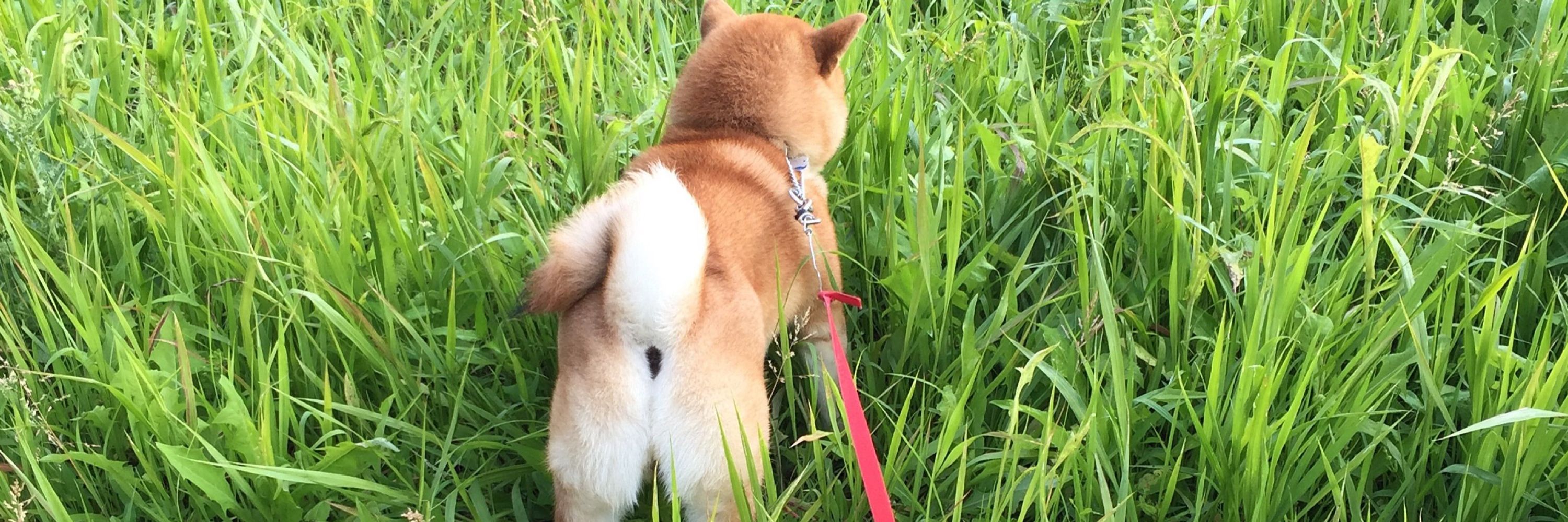 Harunatsuko