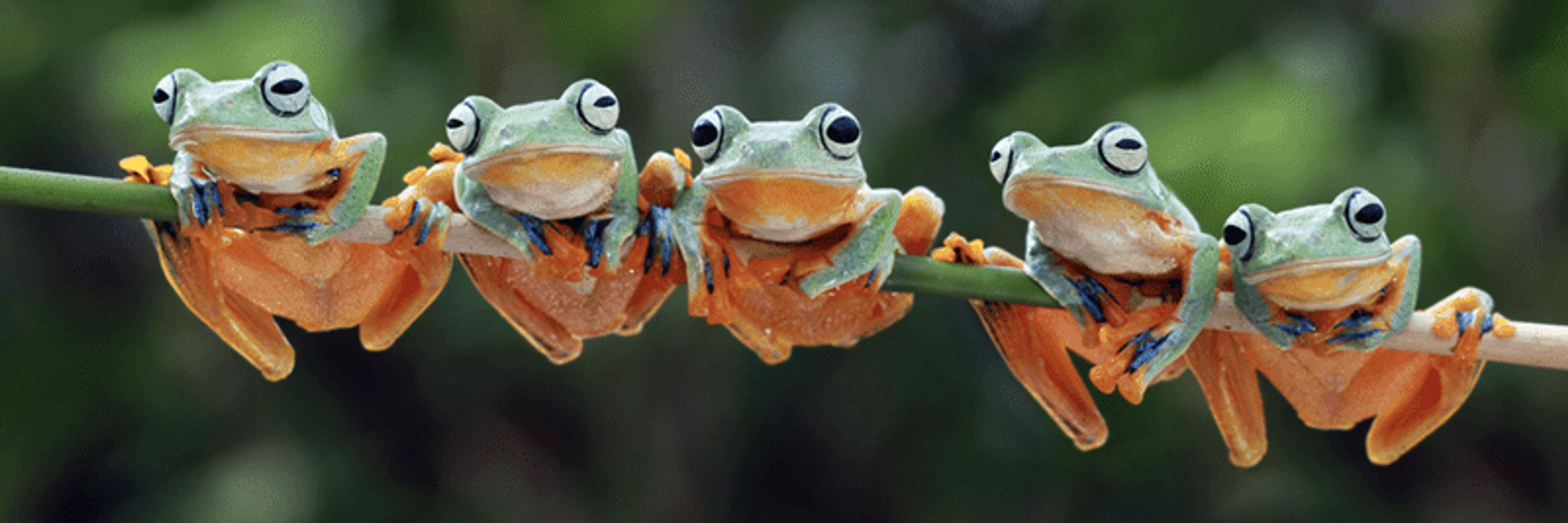Froggamer0907