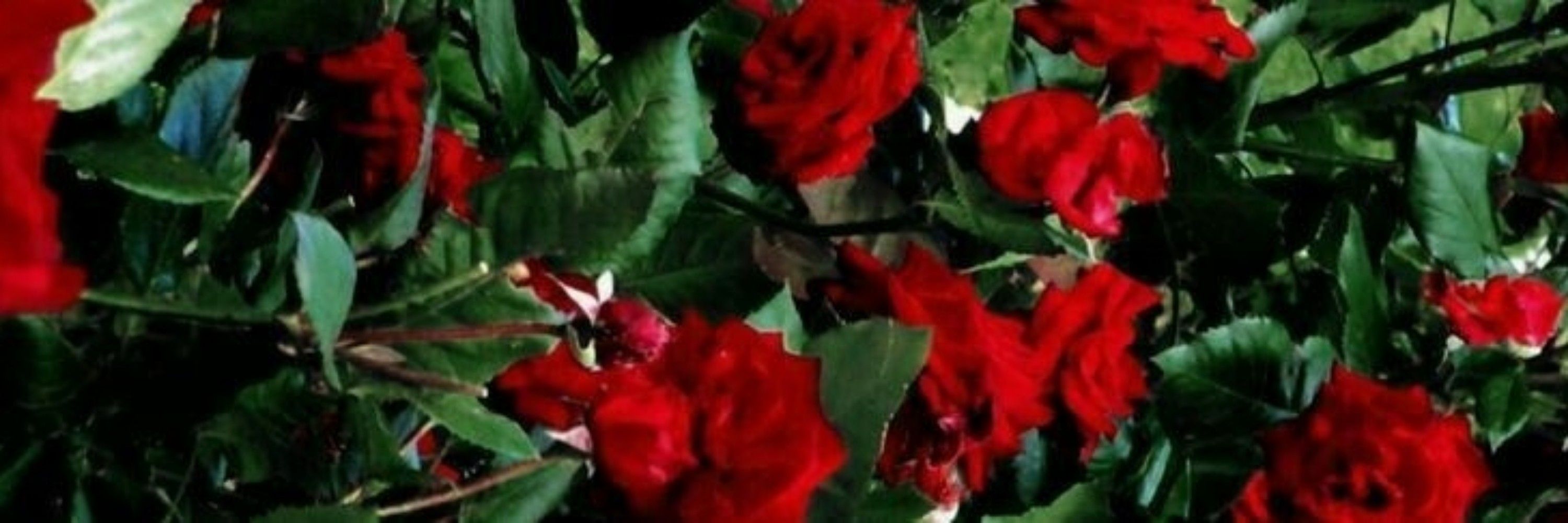 Teresa 🌹