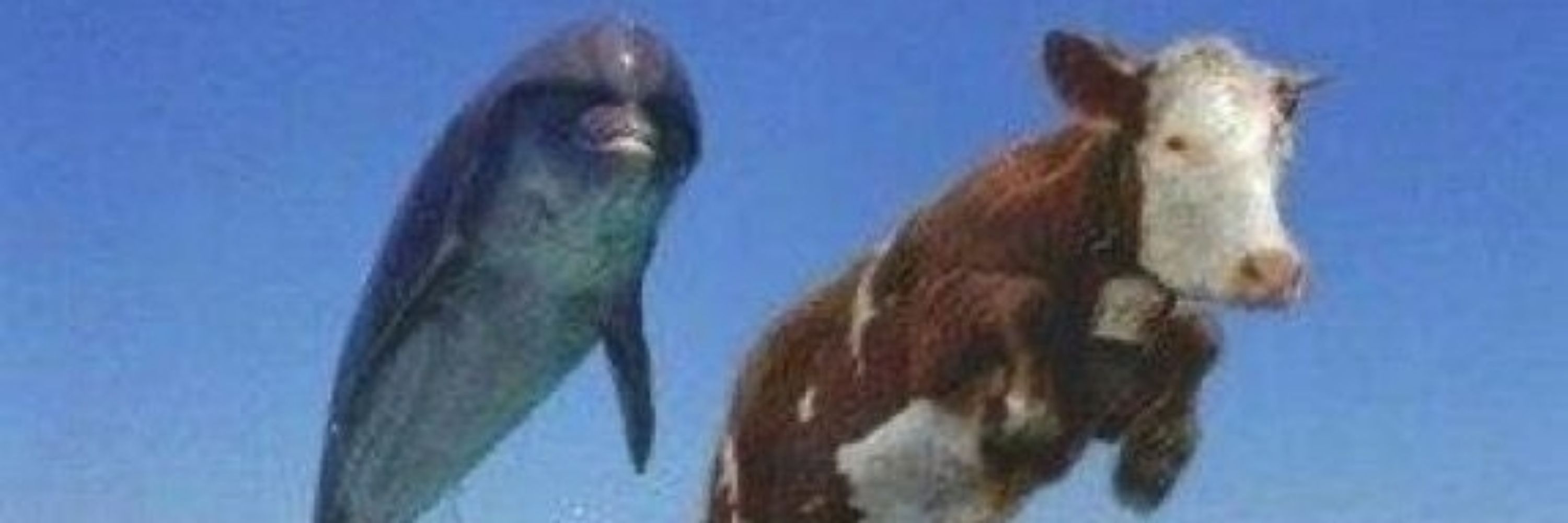 Thiguinhas