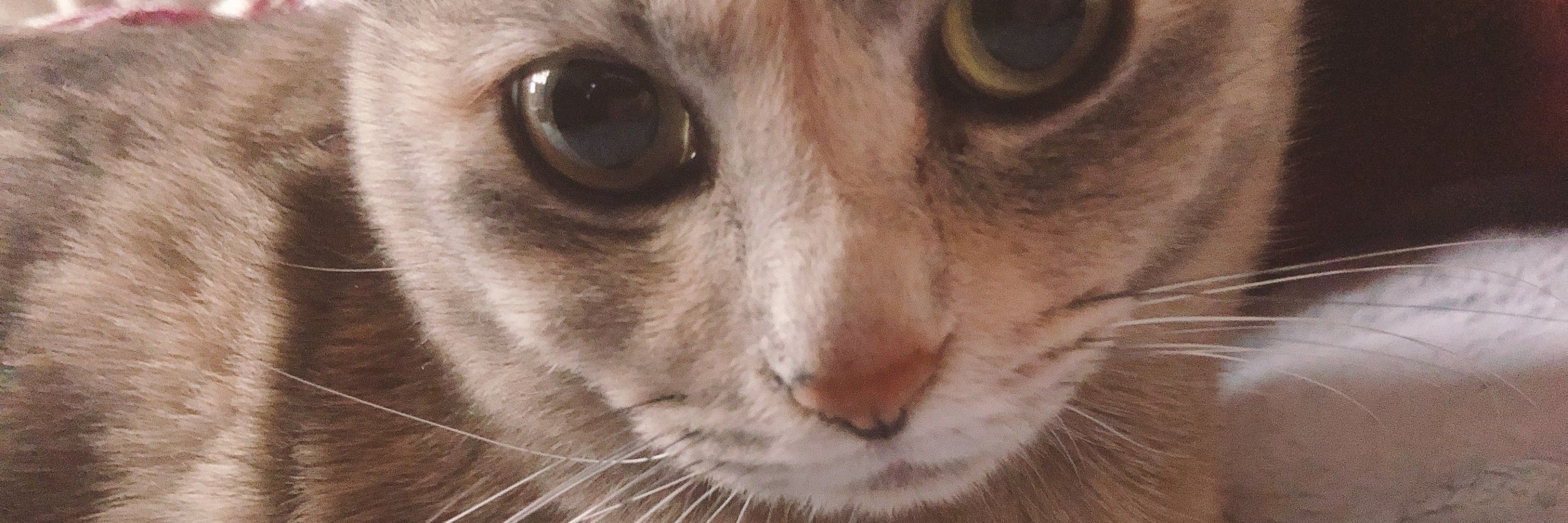 ねこだるまかものすけ
