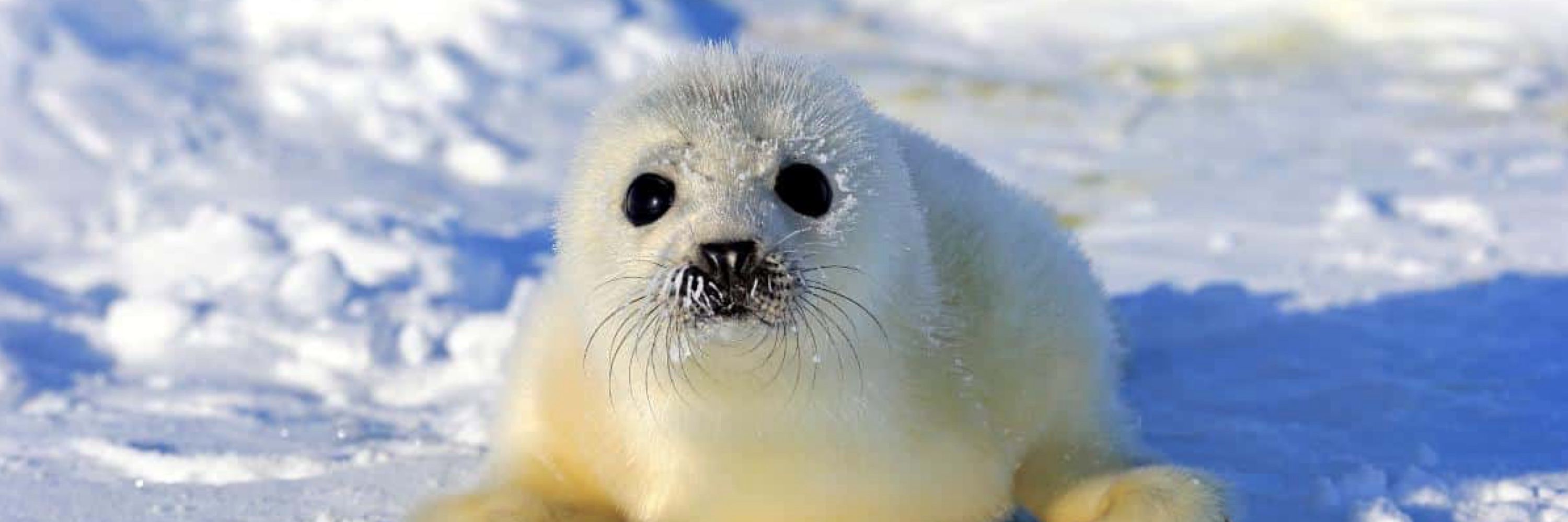 Baby Seal