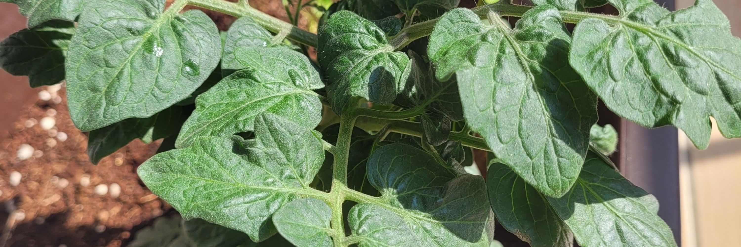 메론빵정서