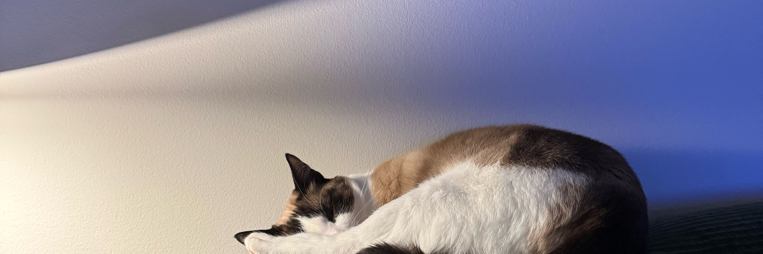 Moon The Cat