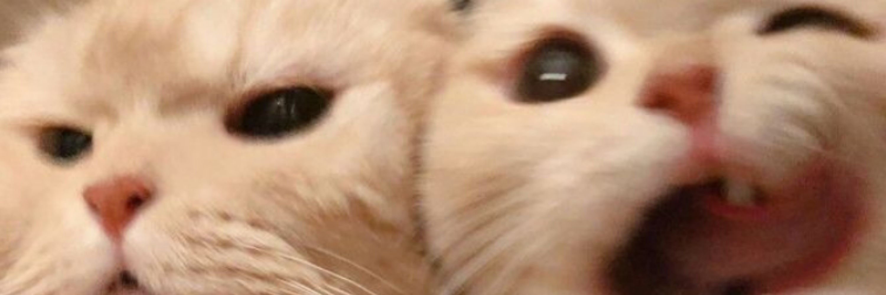Paulitcha 