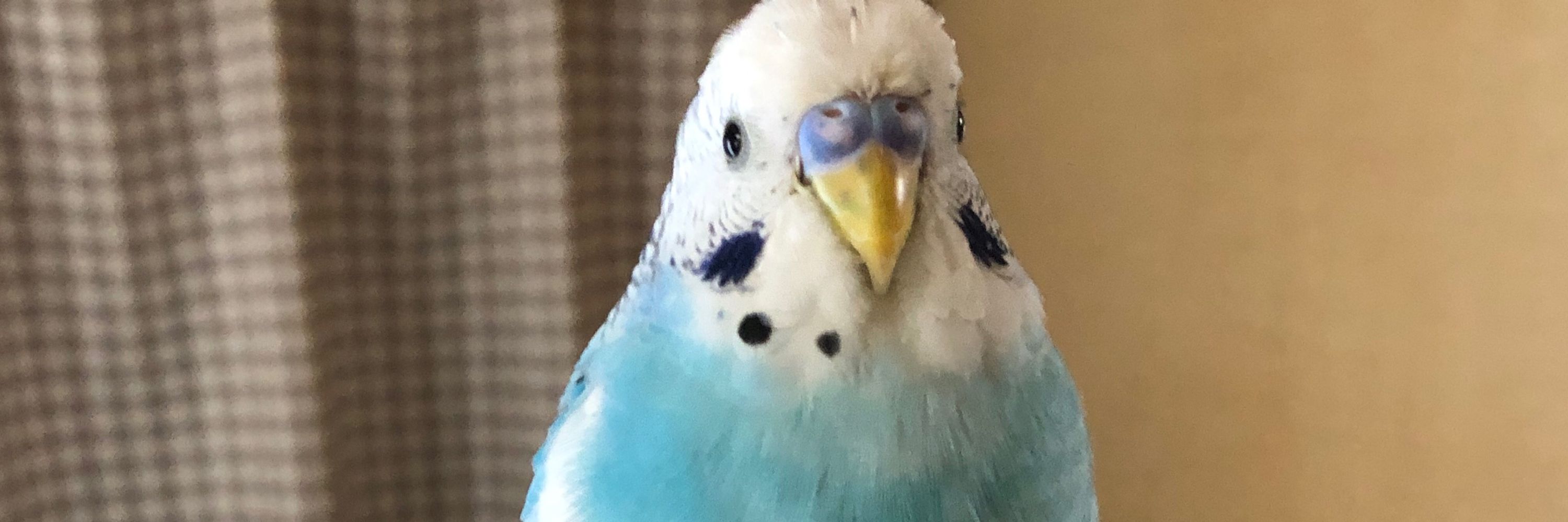 すいそー