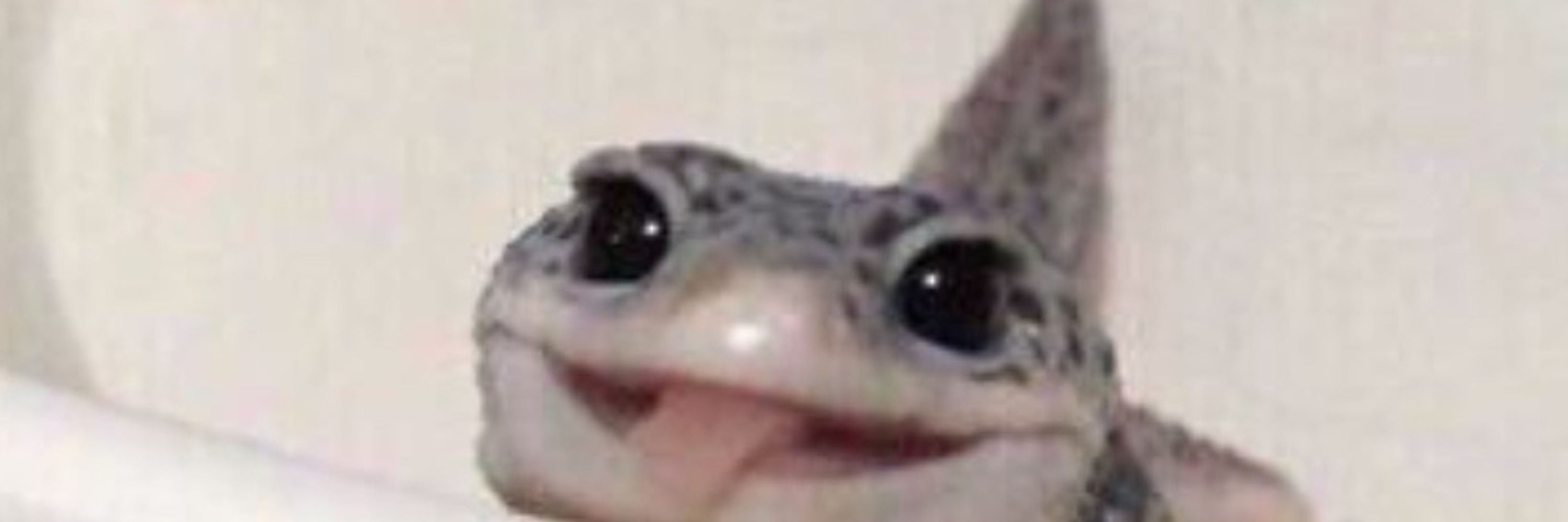Gecko!