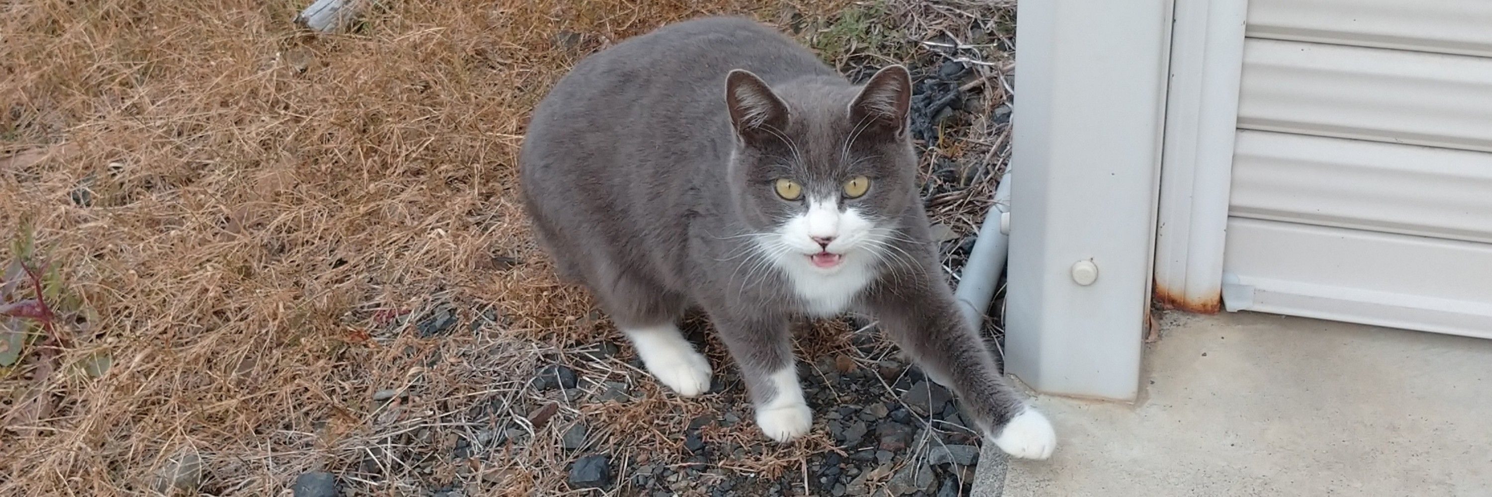 れいん
