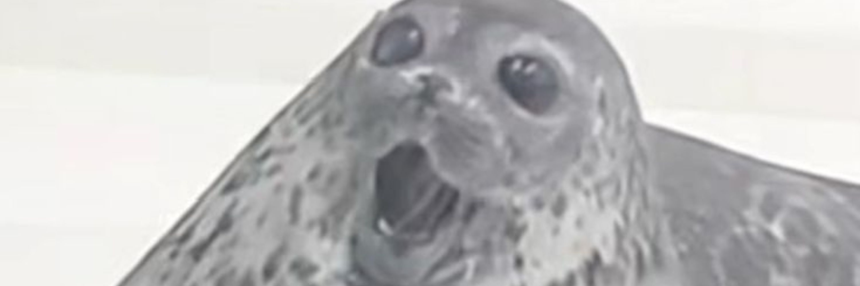Kaloyd