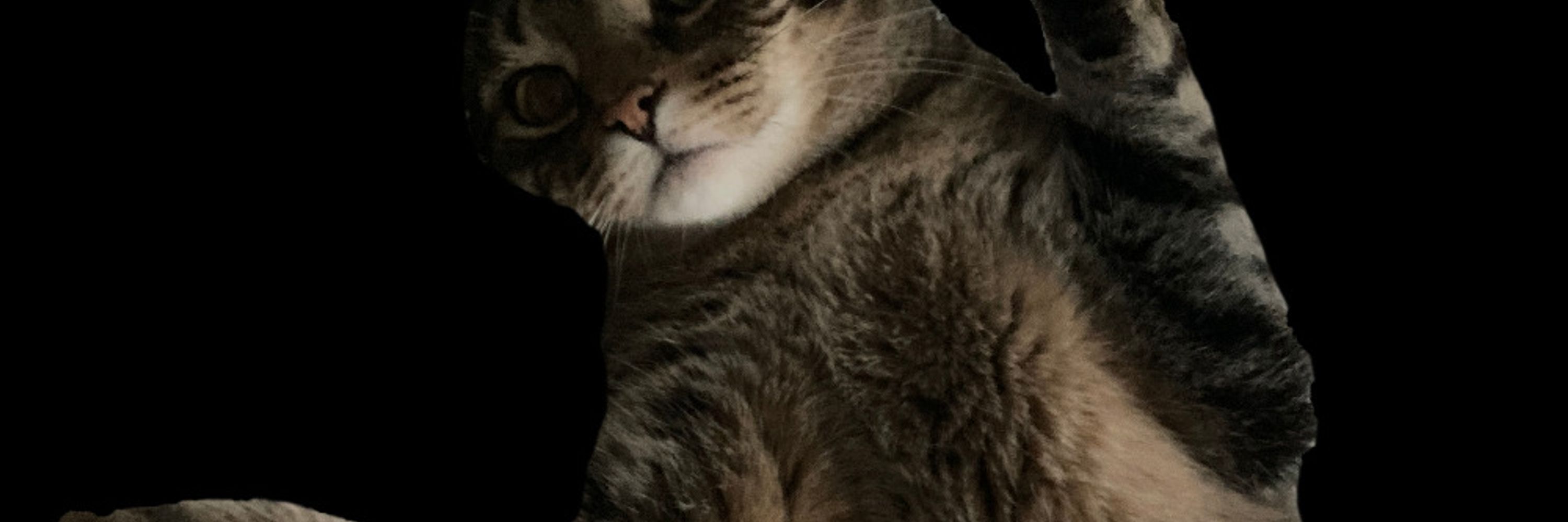 trinkey