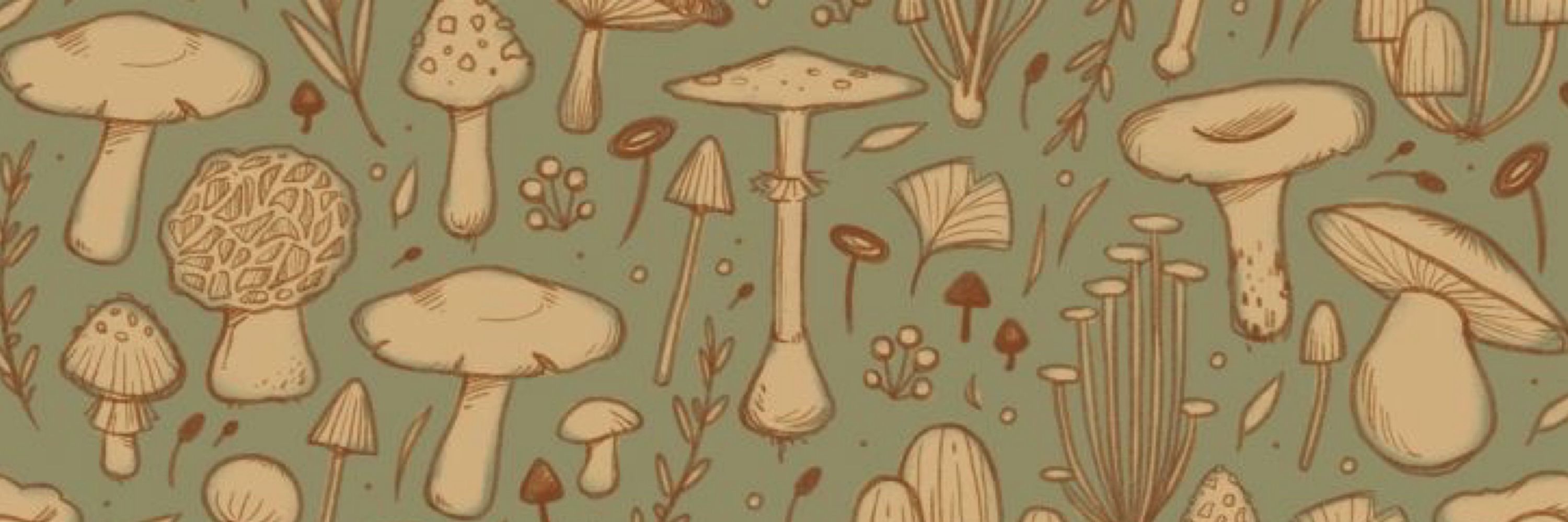 🍄 Lex 🍄
