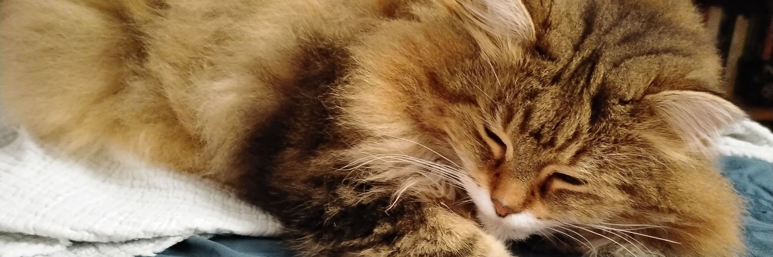 Claude 