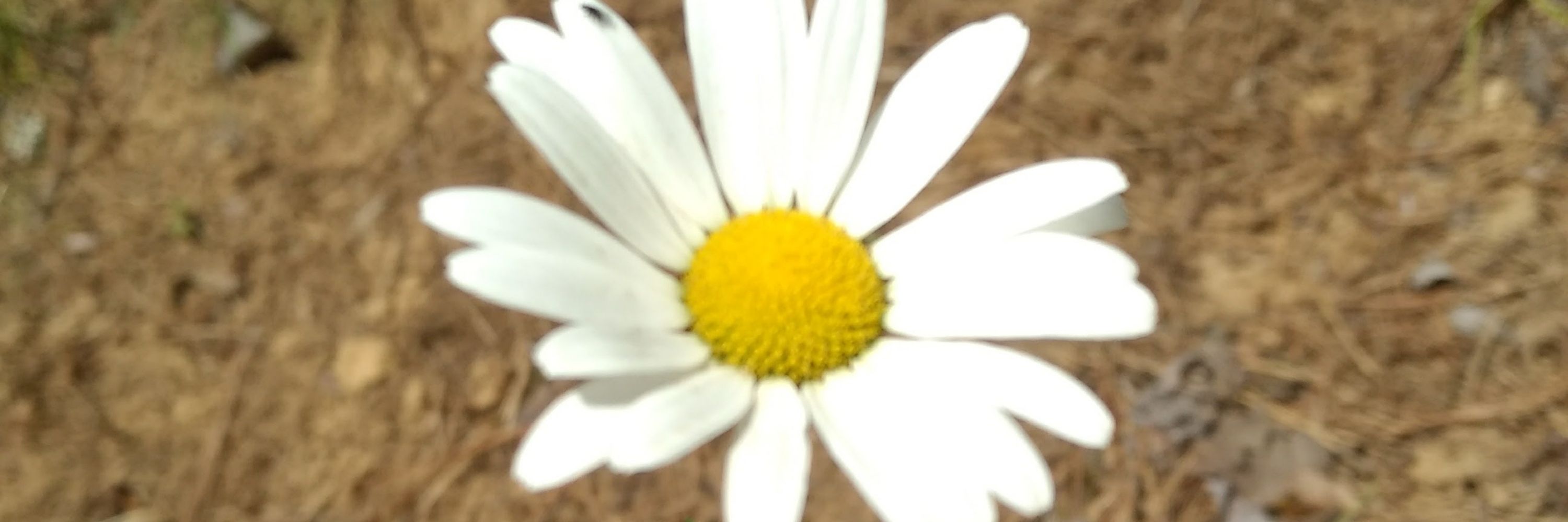 MelKat