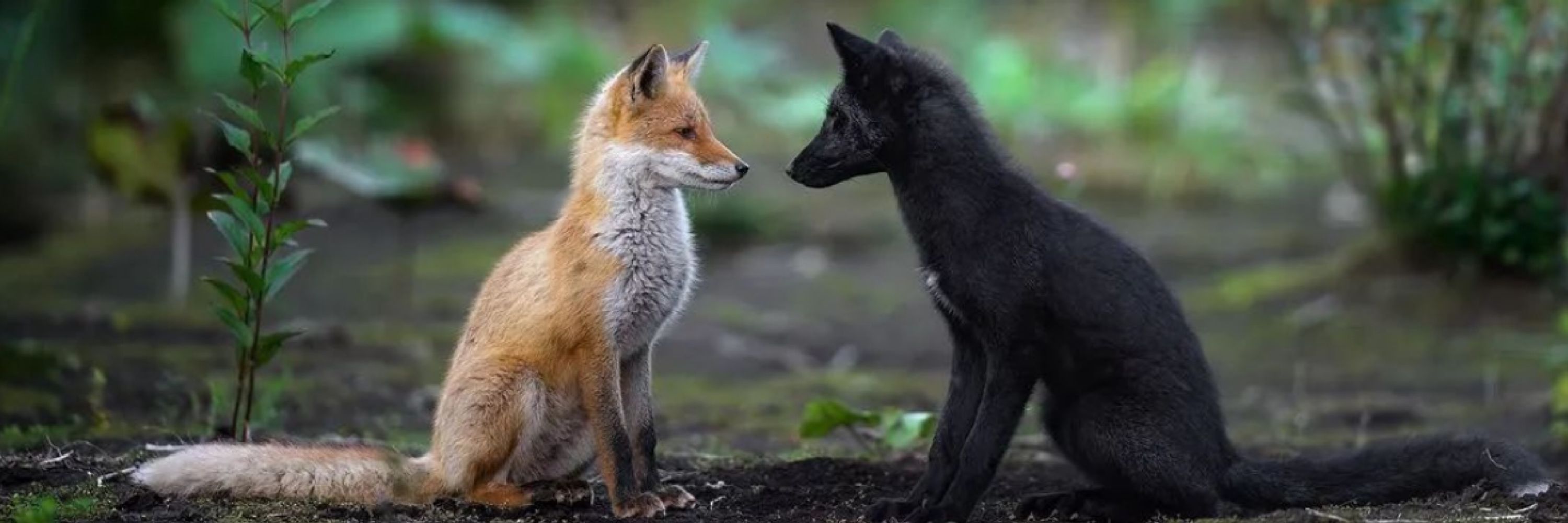 ‘H’ 💜🦊