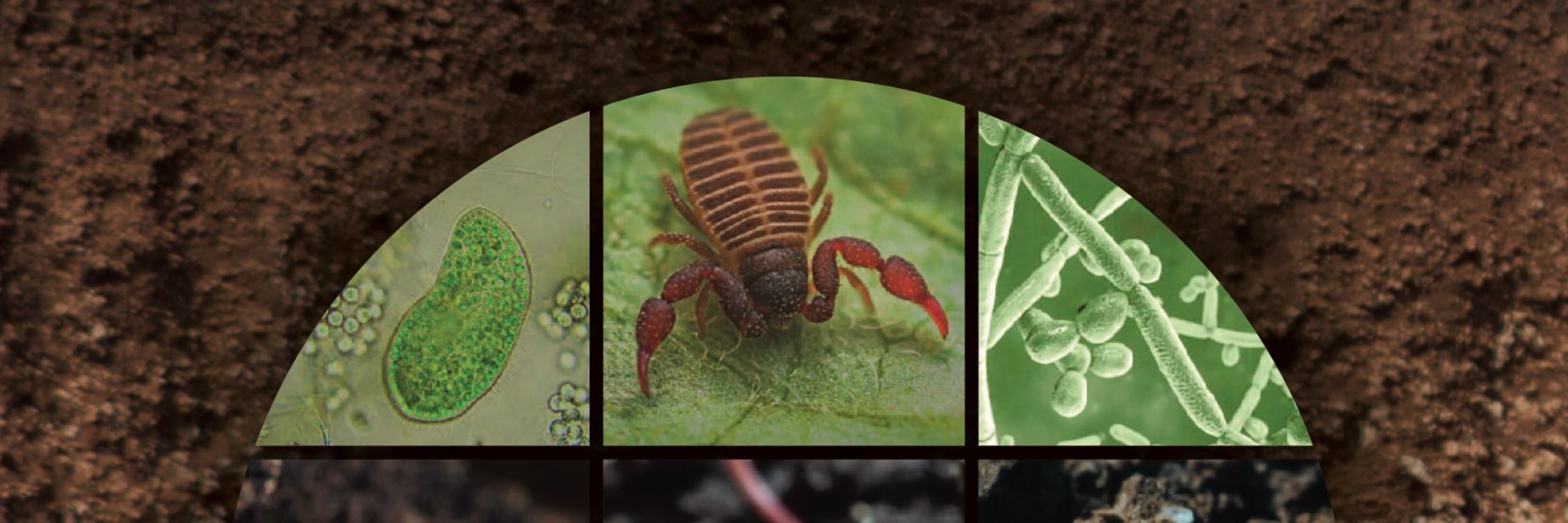European Journal of Soil Biology