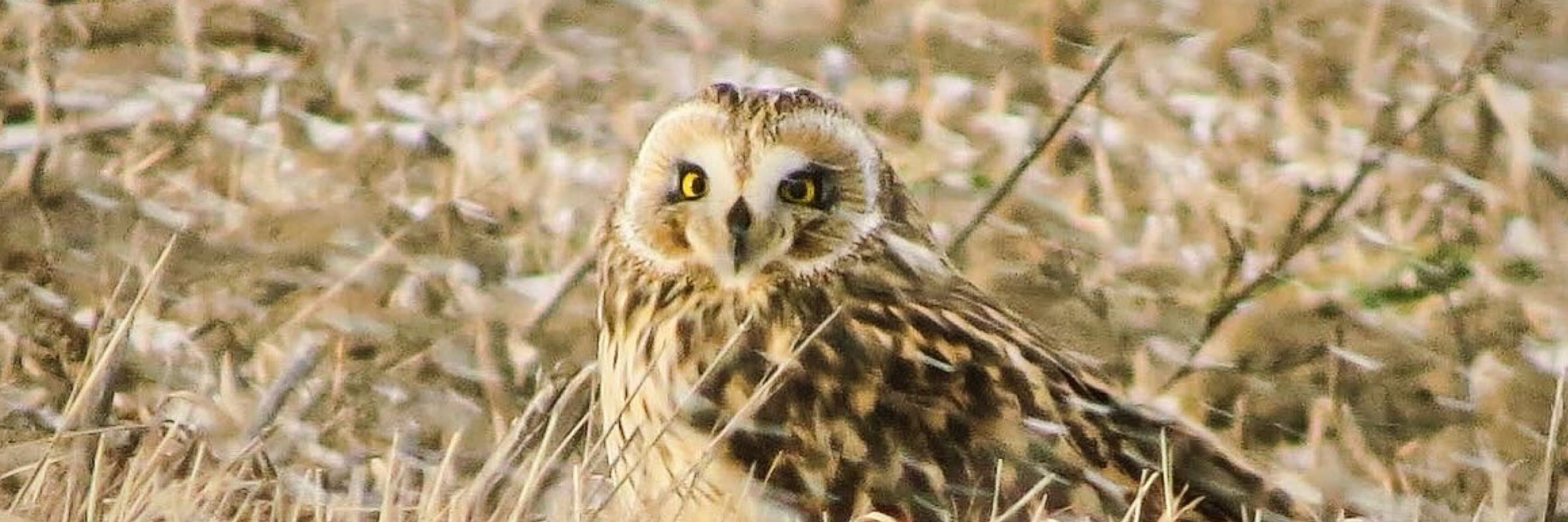 Birder KS