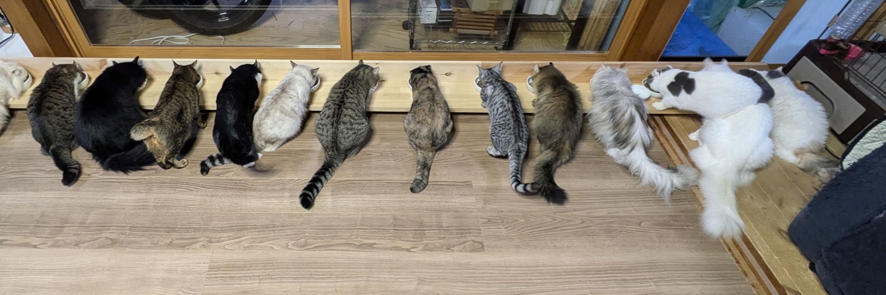 あゆ