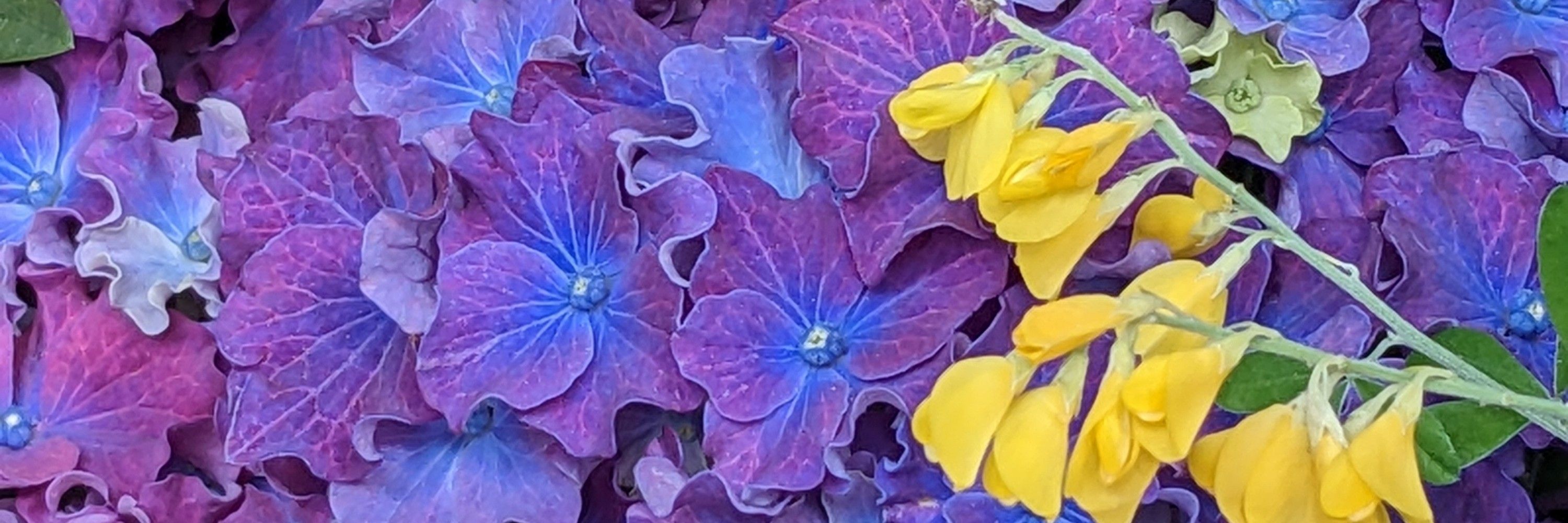 Sarha