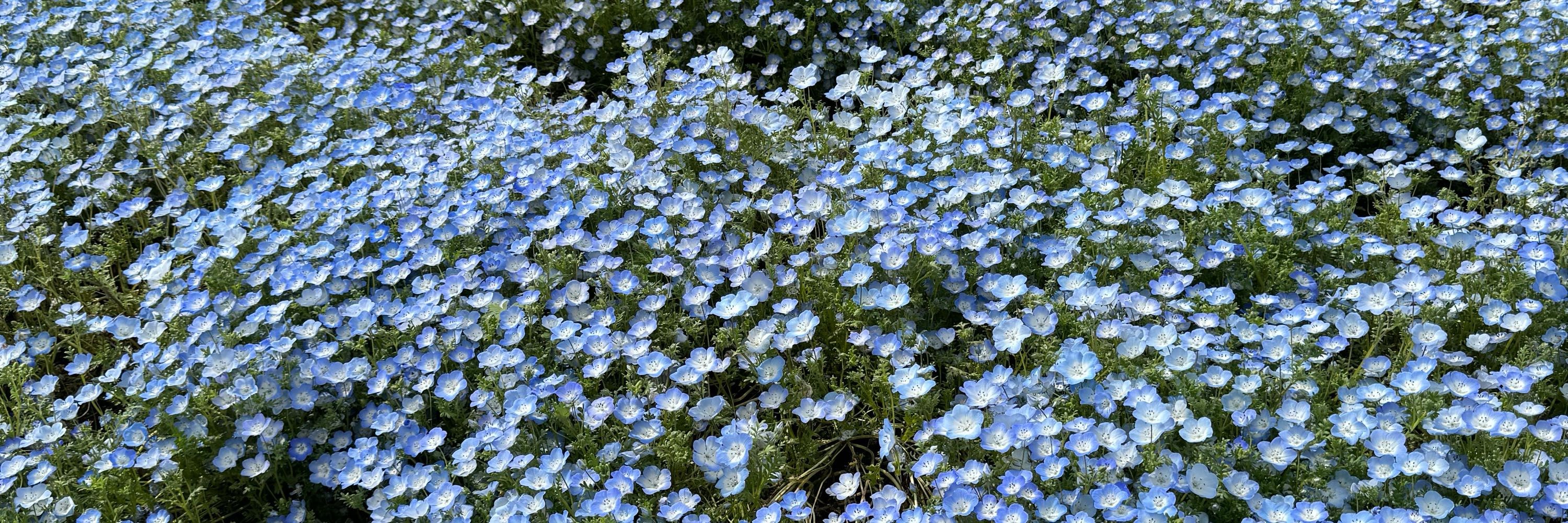 つぼみ