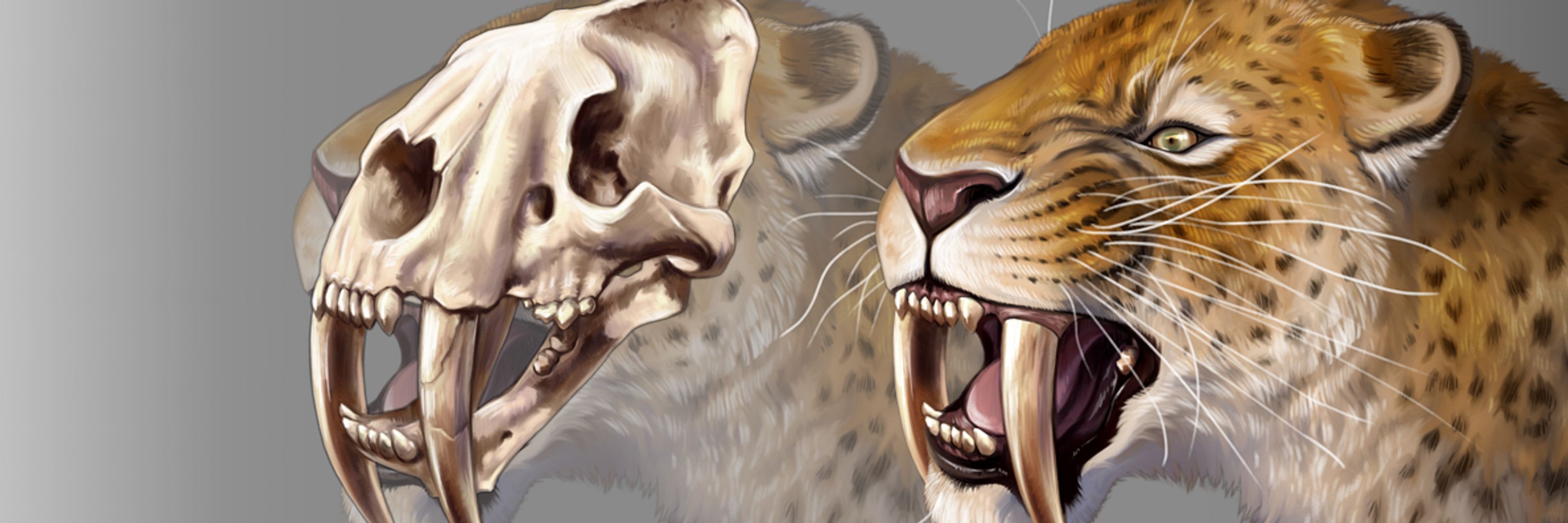 Pip Tacla • Animal Artist