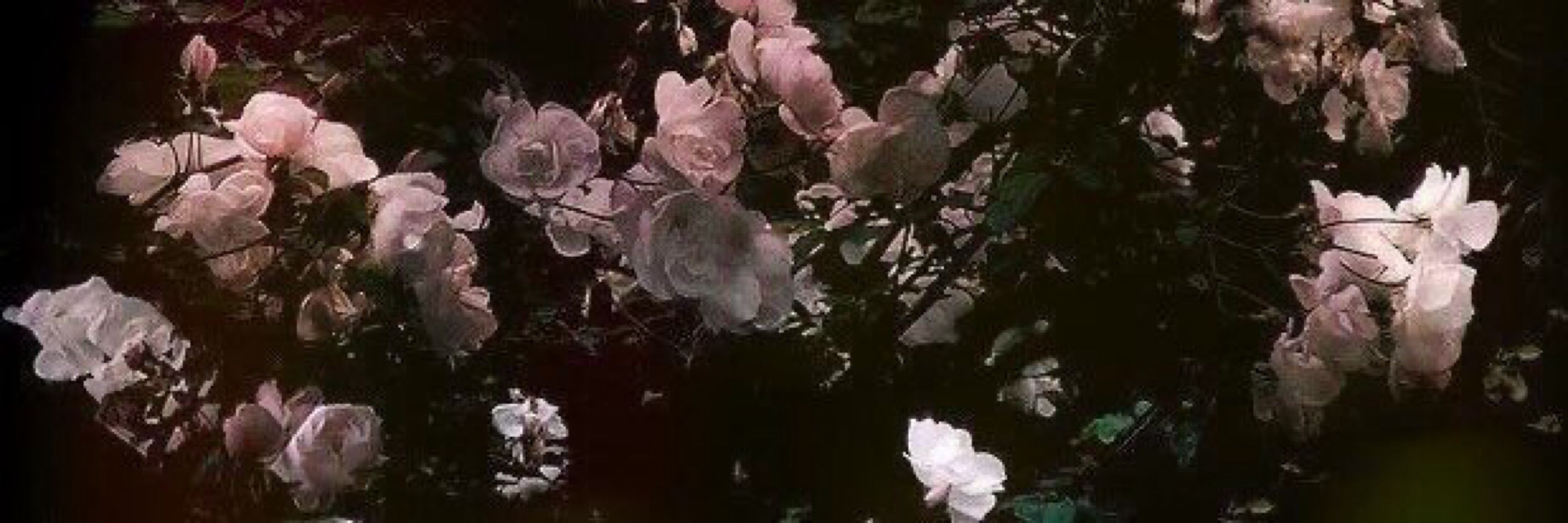 jai 🌸