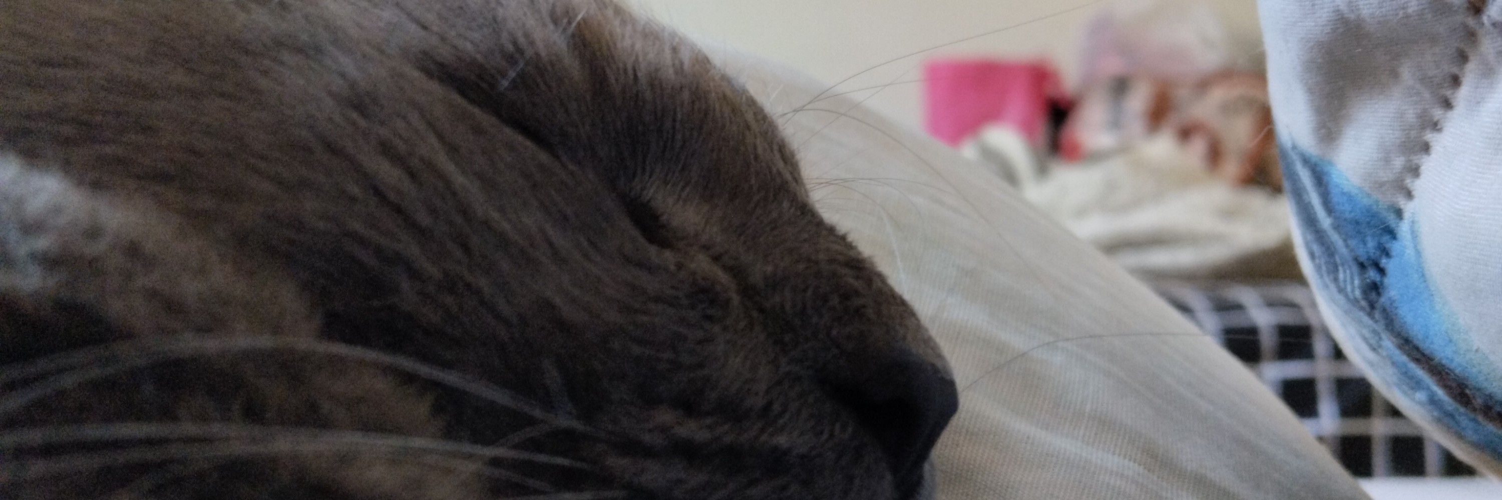 Kami