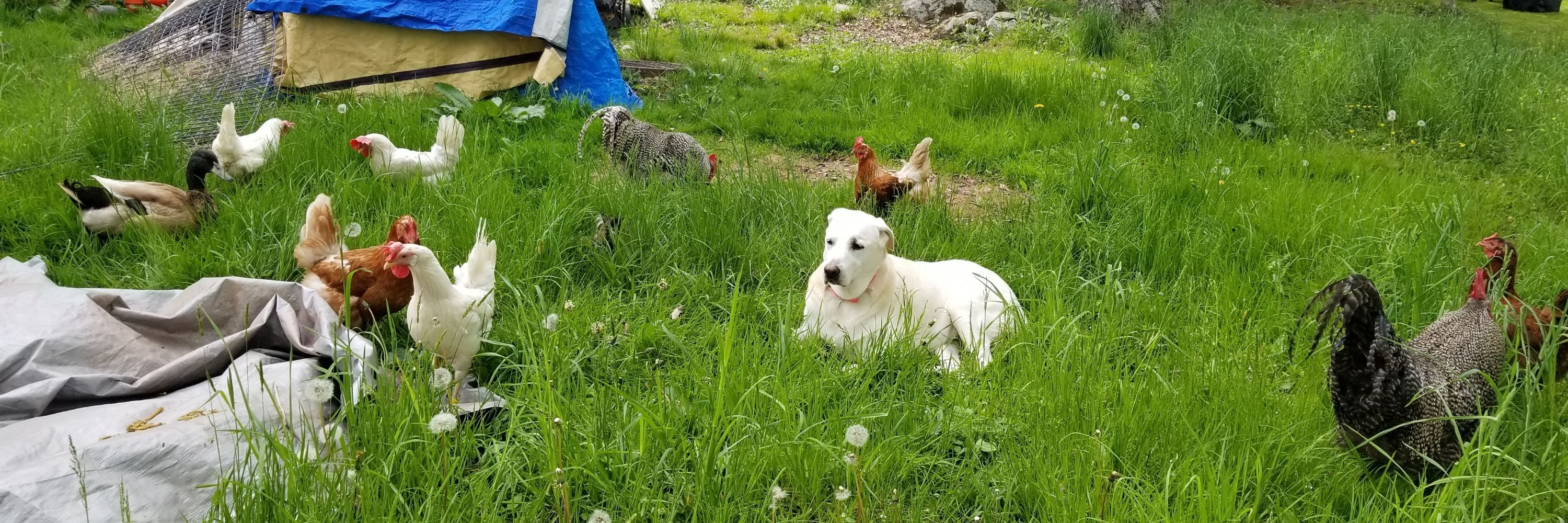 TheRahwayBean🦆🦢☘✌✊☯️☮