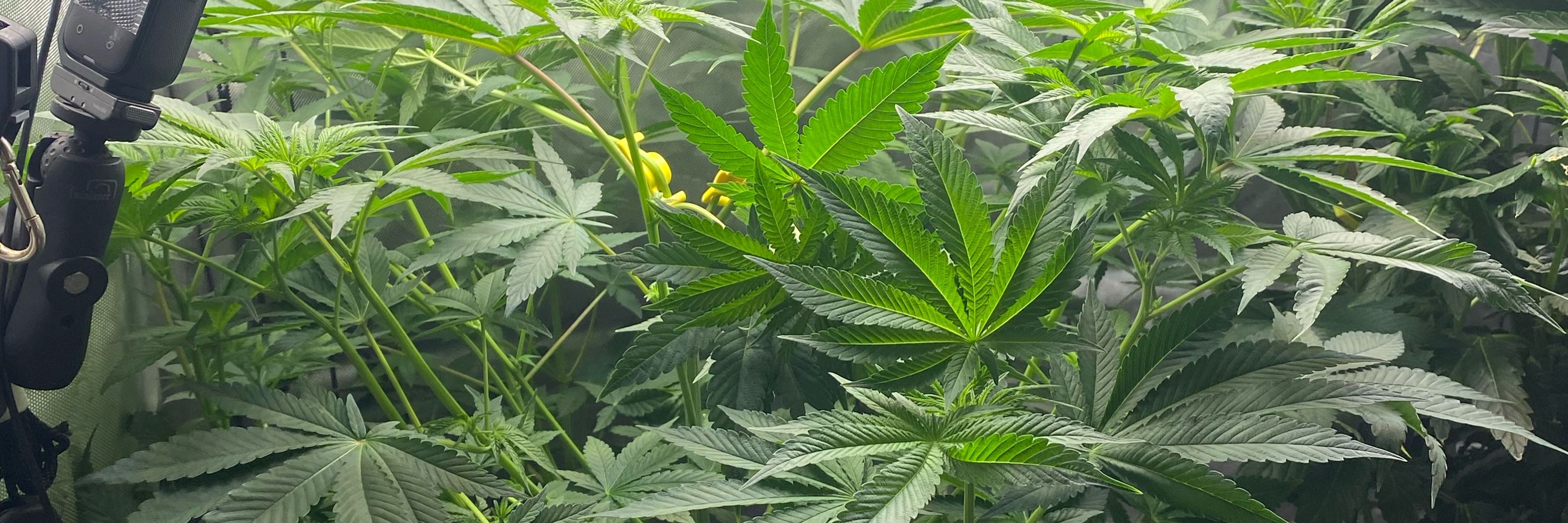 Living Green