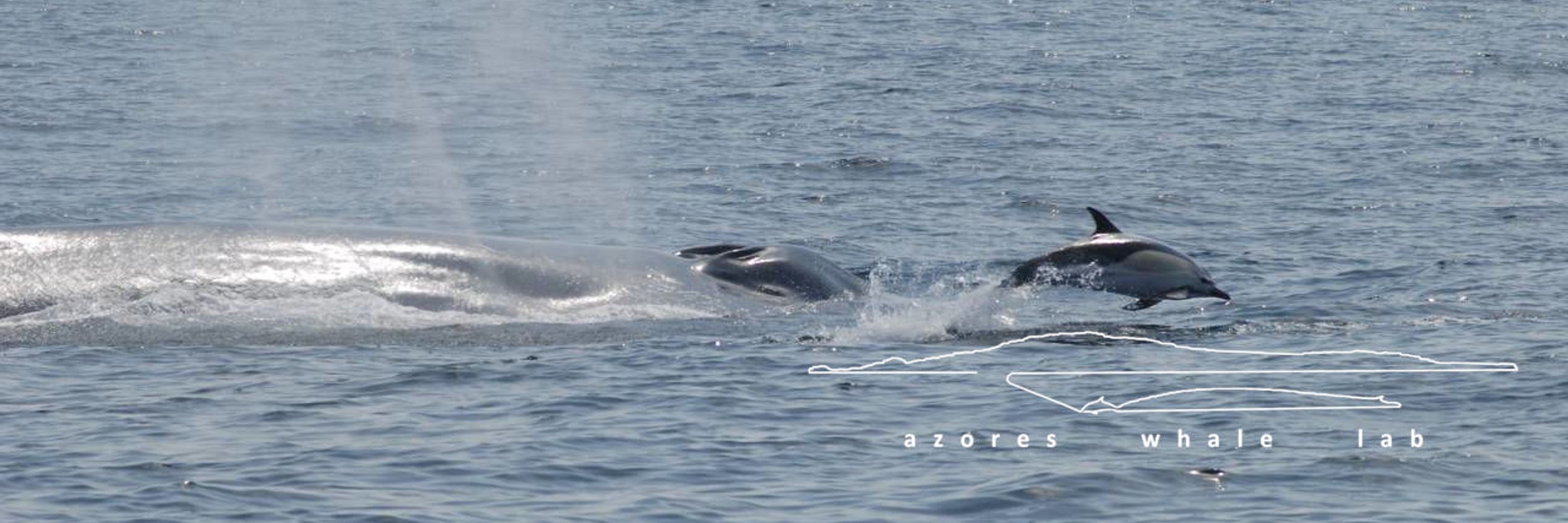 Azores Whale Lab - Cetacean Ecology Group