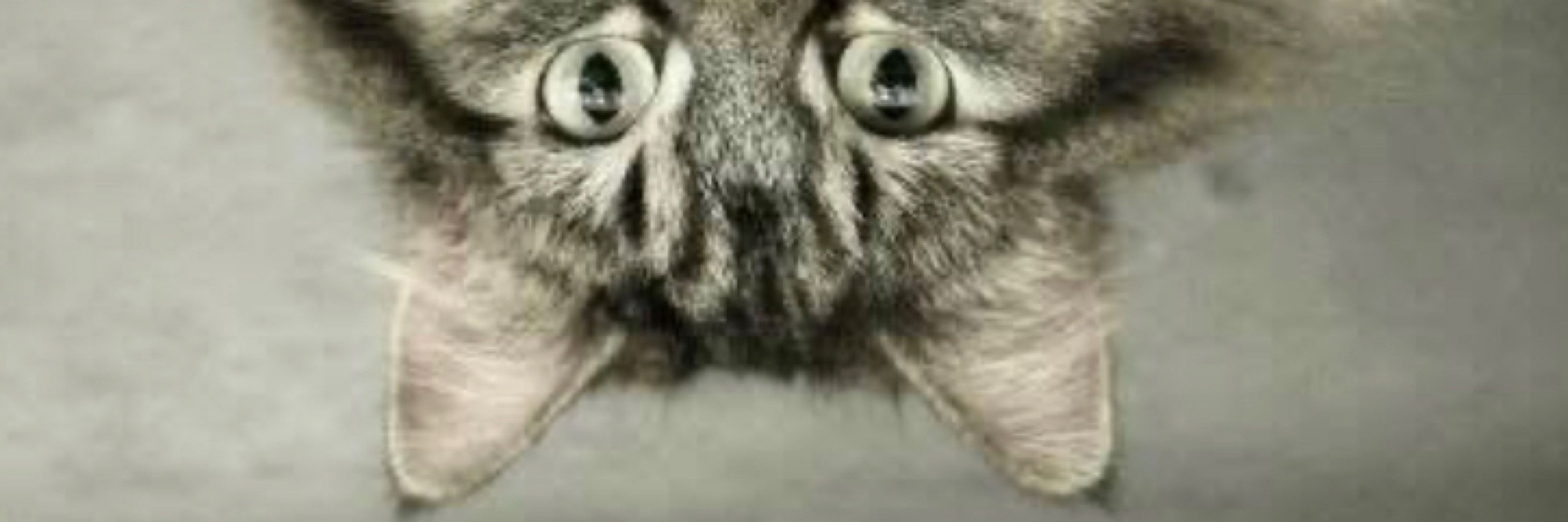 Safe Haven Pet Sanctuary