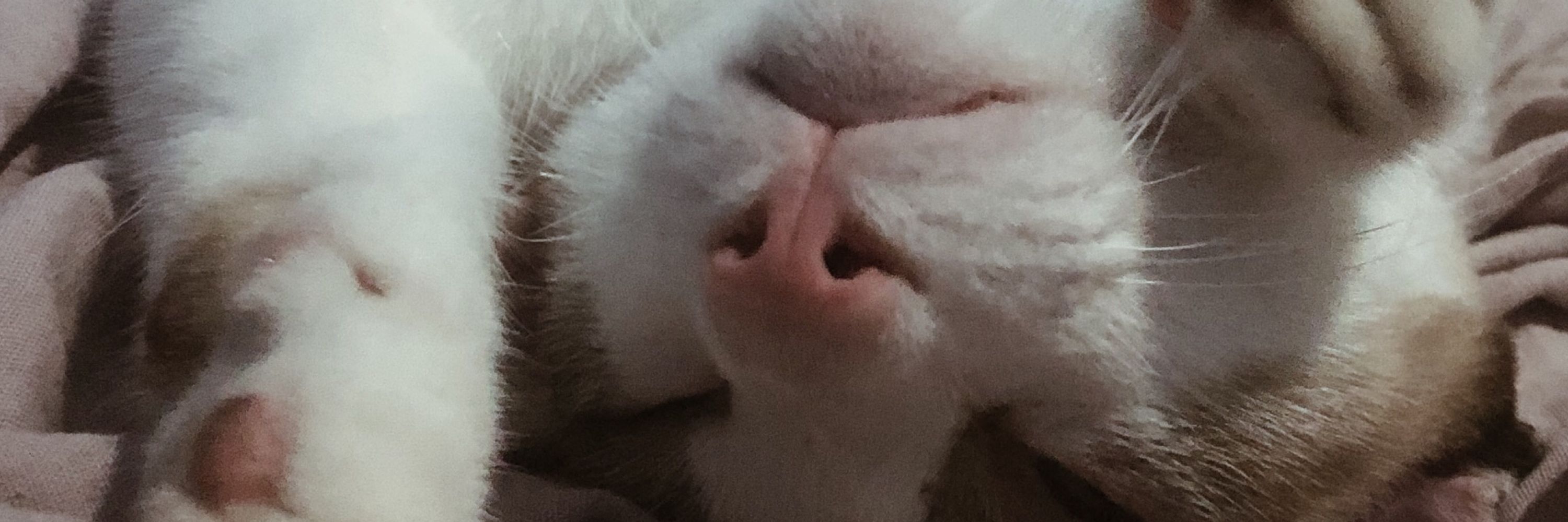 ket molusca 