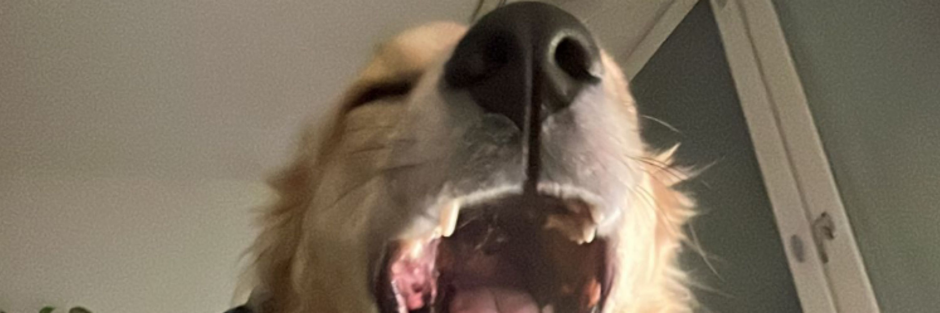 Isku