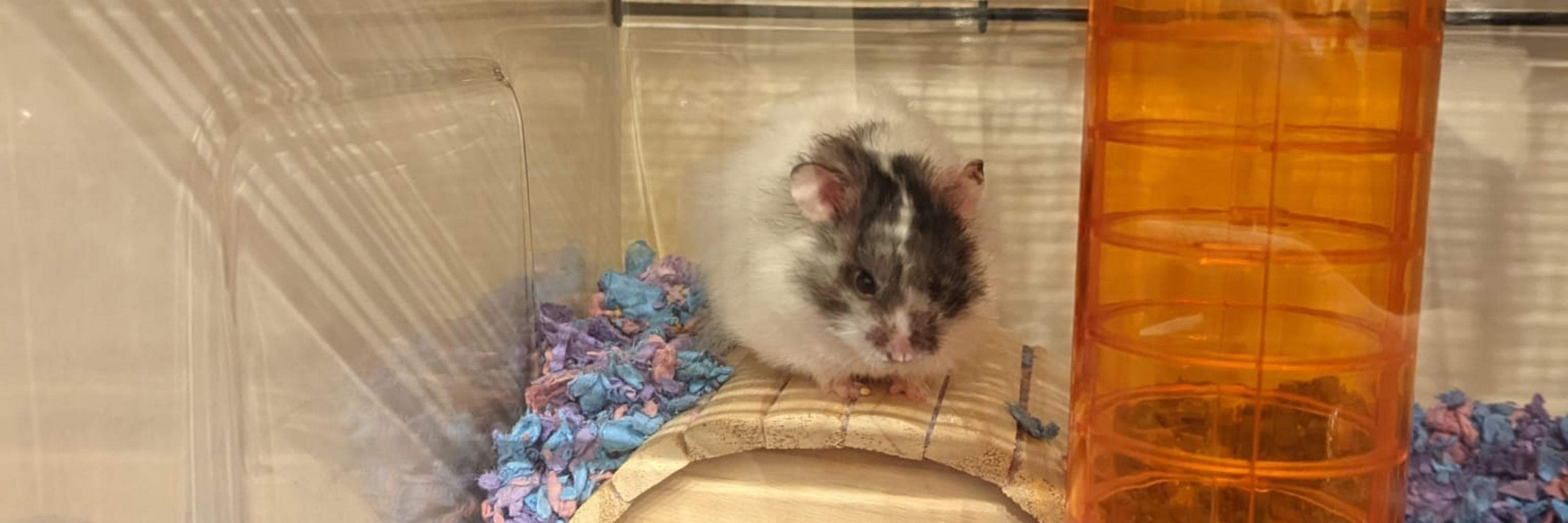 Freddy the Hamster 