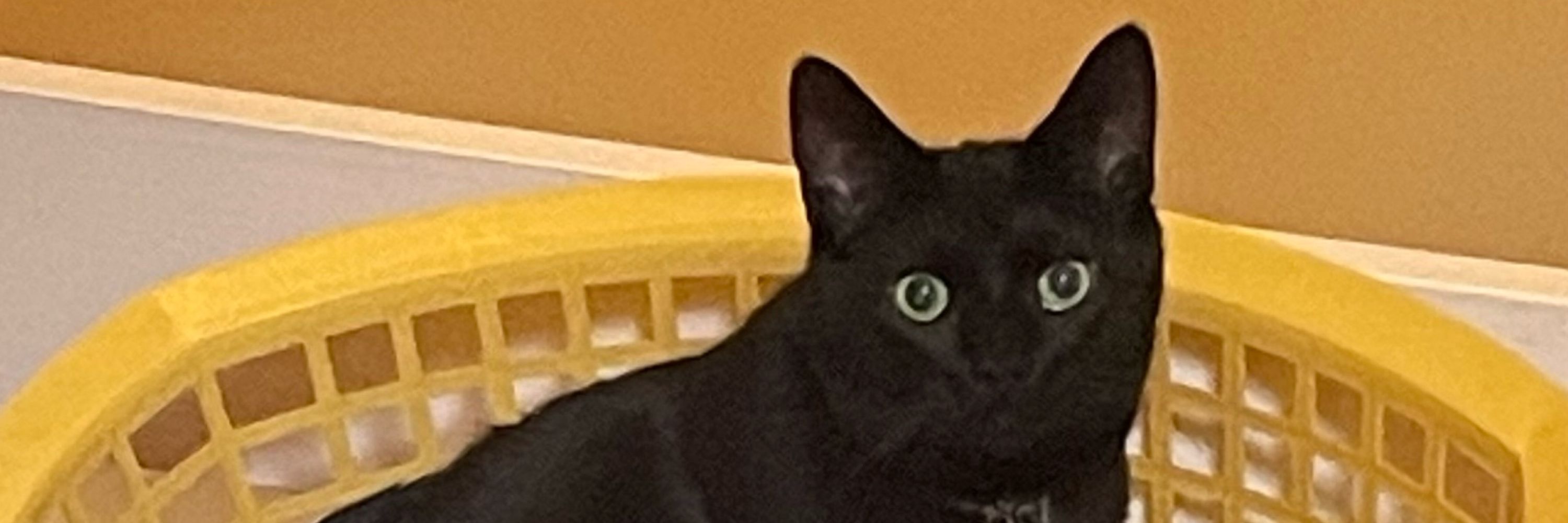 Mia