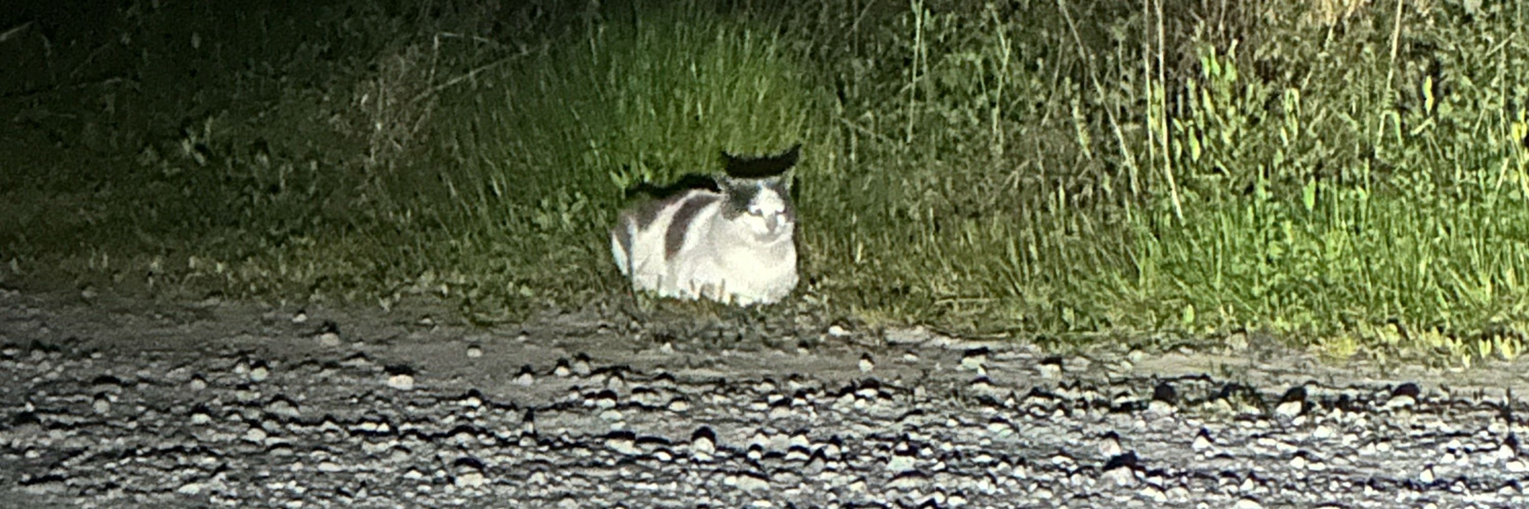 パパねこ
