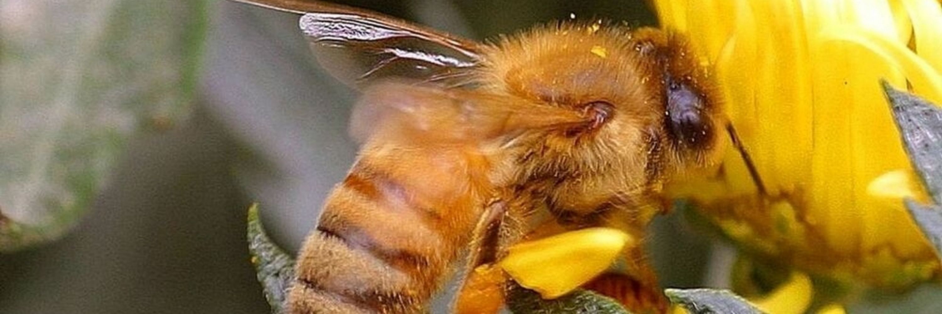 Endless Bees