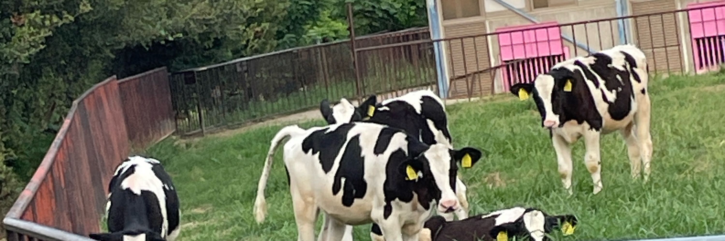 S.S
