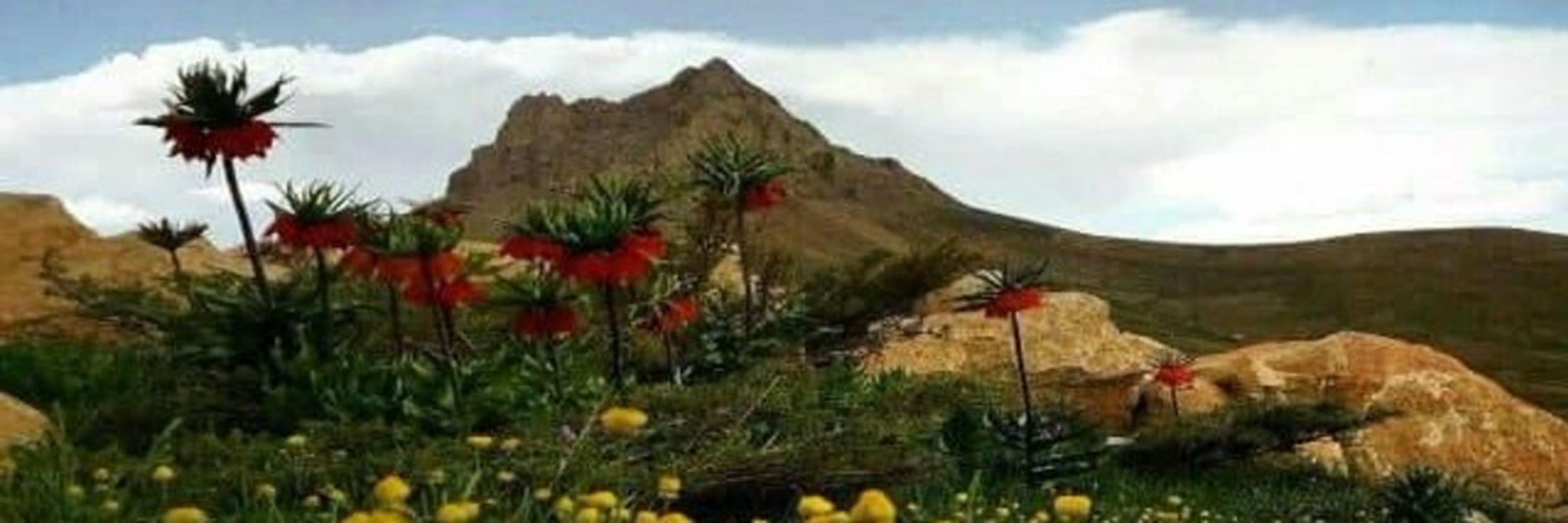 شیخ شبانی