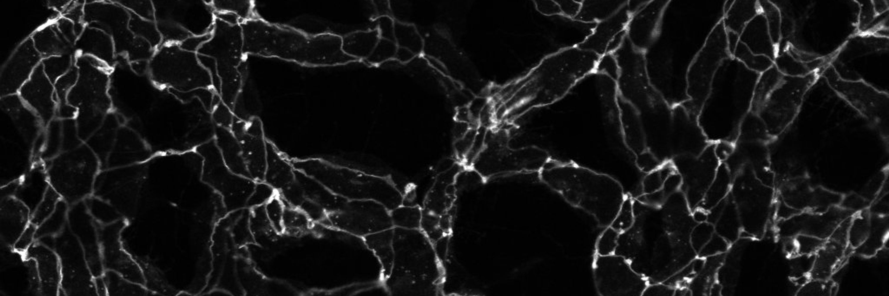 Siegenthaler Lab
